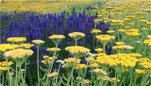 Achillea - Schafgabe