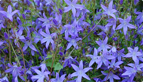 Glockenblume - Campanula