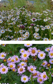 Kalimeris - Schönaster