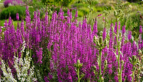 Monarda - Indianernessel