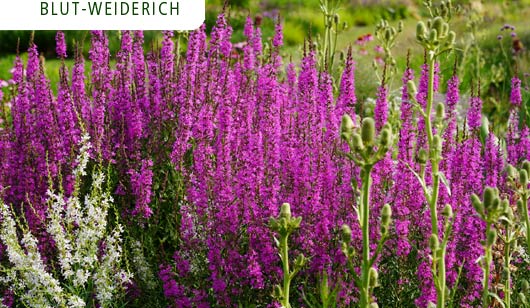 Lythrum - Blut-Weiderich