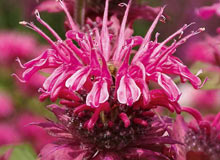 Monarda - Indianernessel